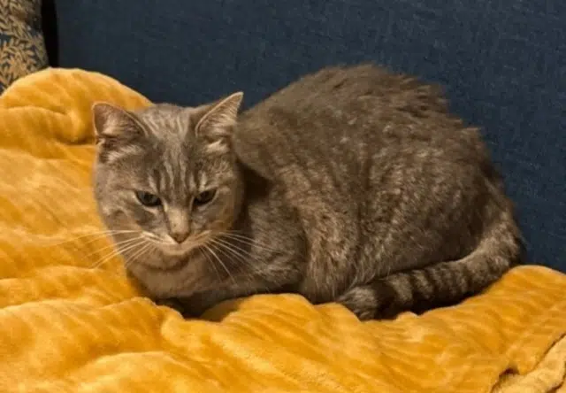 chatte lost    La Teste-de-Buch Nenette