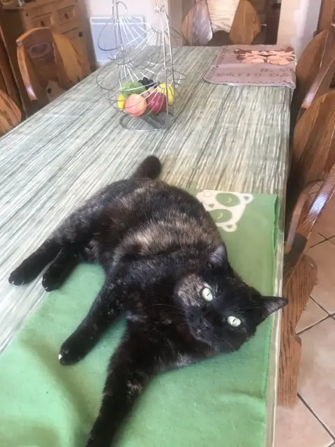 chatte lost   33820 Saint-Ciers-sur-Gironde Nenette