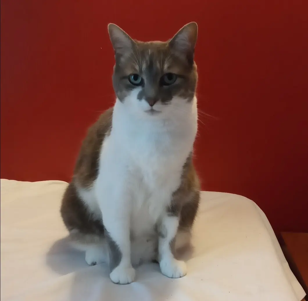Chatte Perdue 33 Gironde - Newzee Chatte Perdue 33 Gironde - Newzee