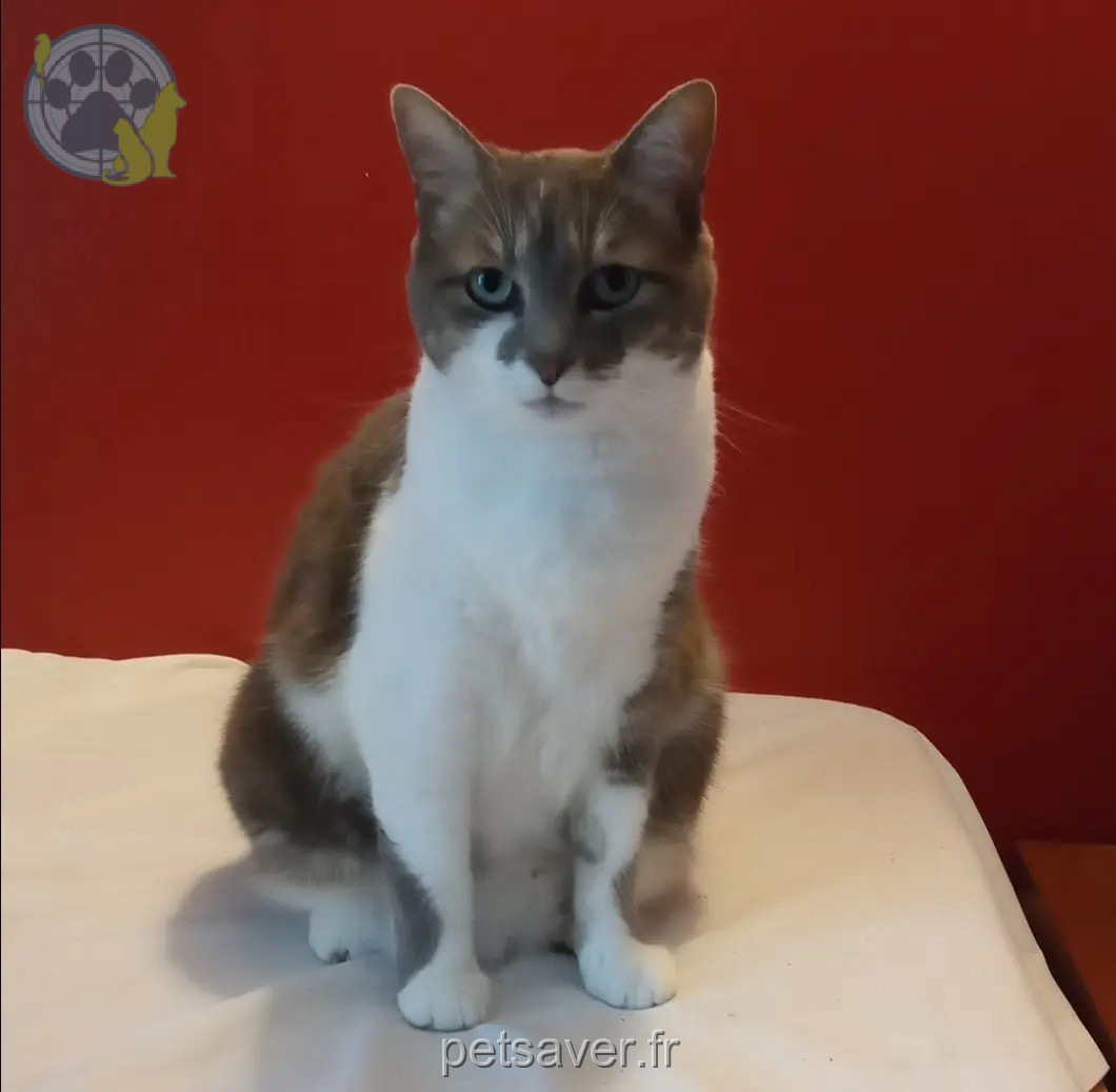 Chatte Perdue 33 Gironde - Newzee Chatte Perdue 33 Gironde - Newzee
