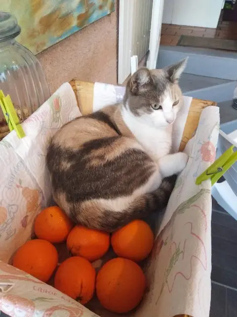 chatte lost   33740 Arès Noisette