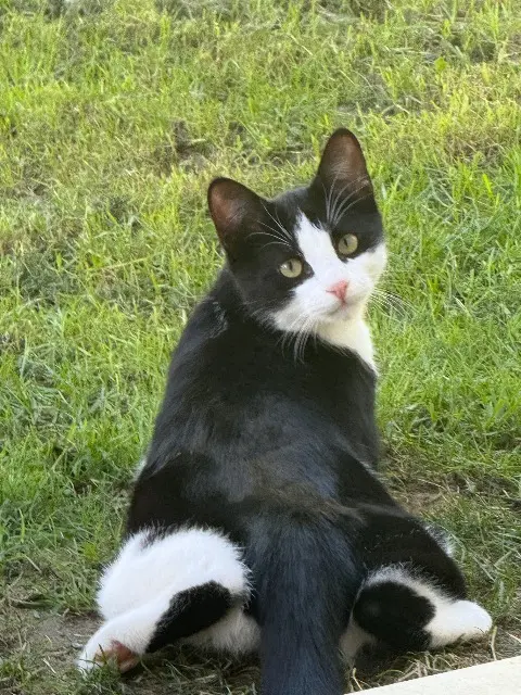 chatte lost   33720 Budos Noli