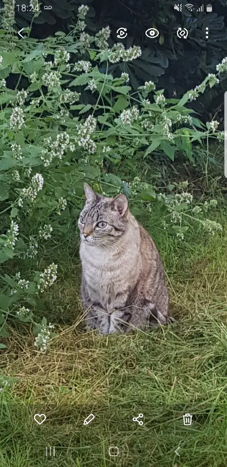 Chatte Perdue 33 Gironde - Noon Chatte Perdue 33 Gironde - Noon