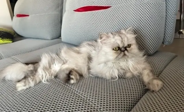 chatte lost   33140 Villenave-d'Ornon Nova