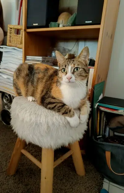 chatte lost   33470 Le Teich Nova