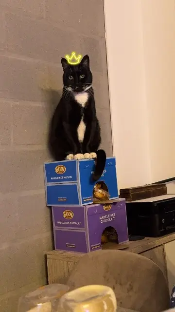 chatte lost   33380 Biganos Ora