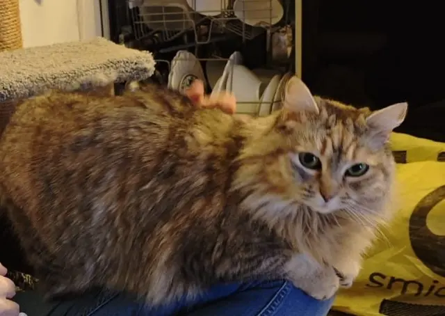 chatte lost   33850 Léognan Ori