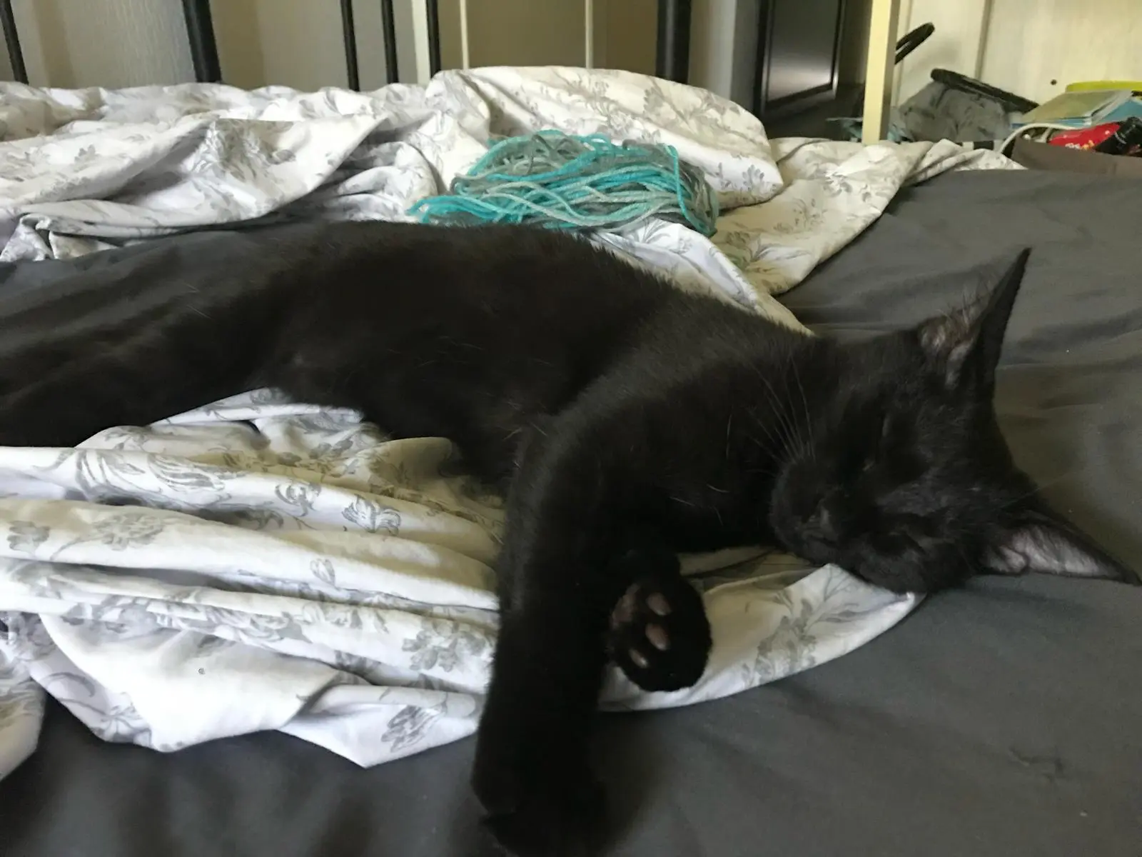 Chatte Perdue 33 Gironde - Oriana Chatte Perdue 33 Gironde - Oriana