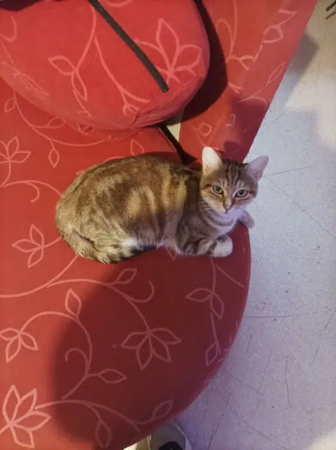 chatte lost   33720 Barsac Osiris