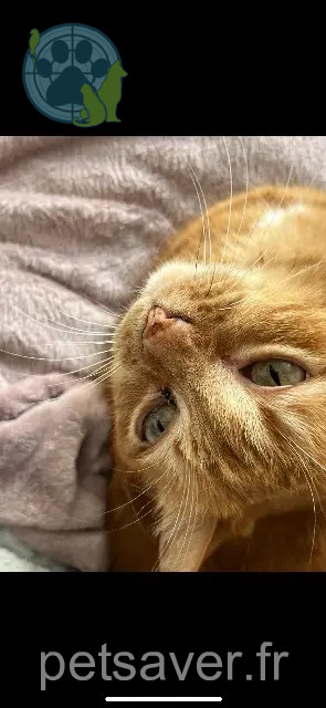 Katze vermisst 33210 Bommes Otone Katze lost 33210 Bommes Otone