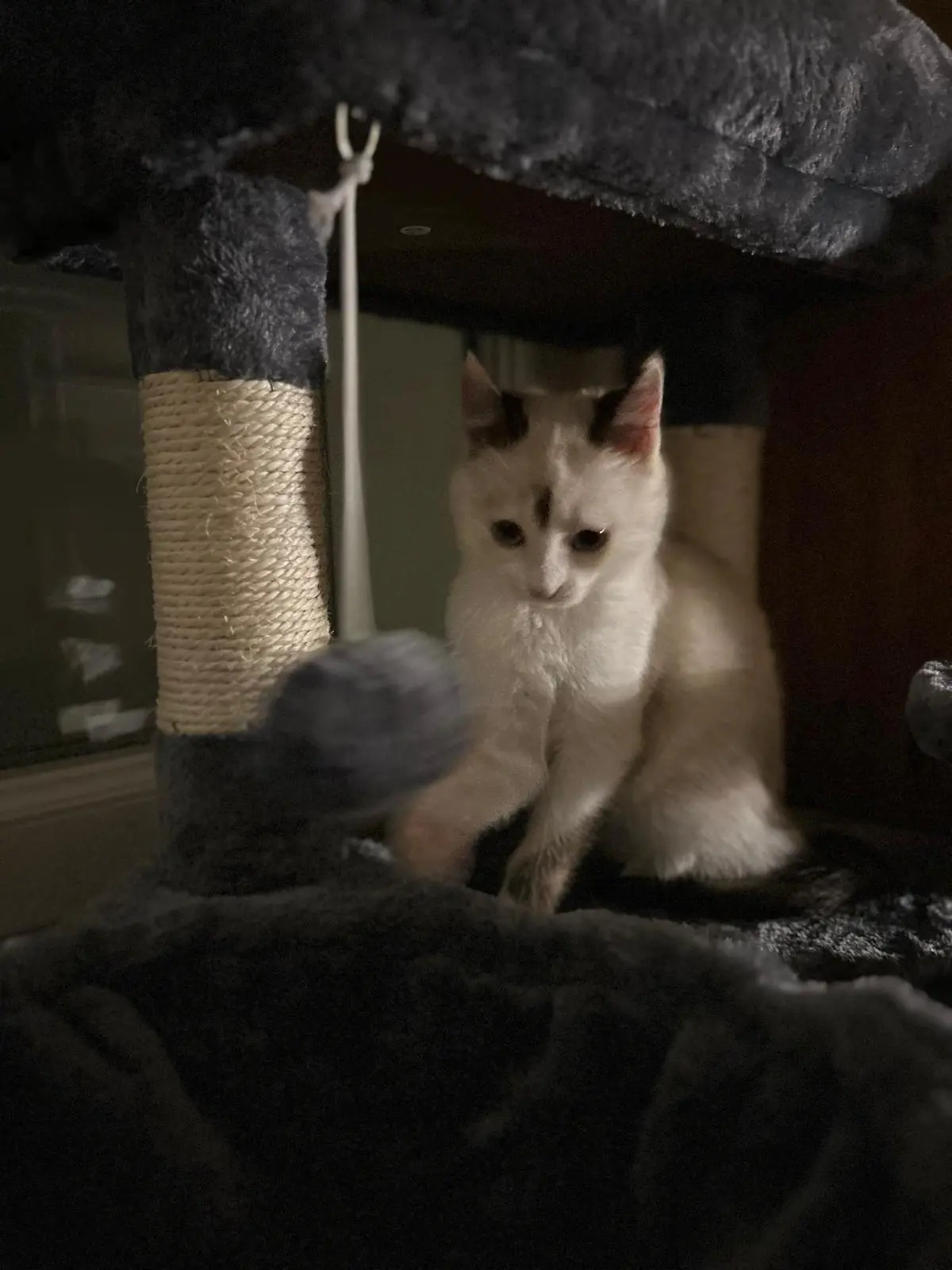 Chatte Perdue 33 Gironde Chatte Perdue 33 Gironde