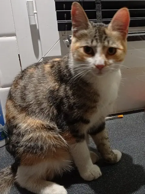 chatte lost   33540 Sauveterre-de-Guyenne Paillette