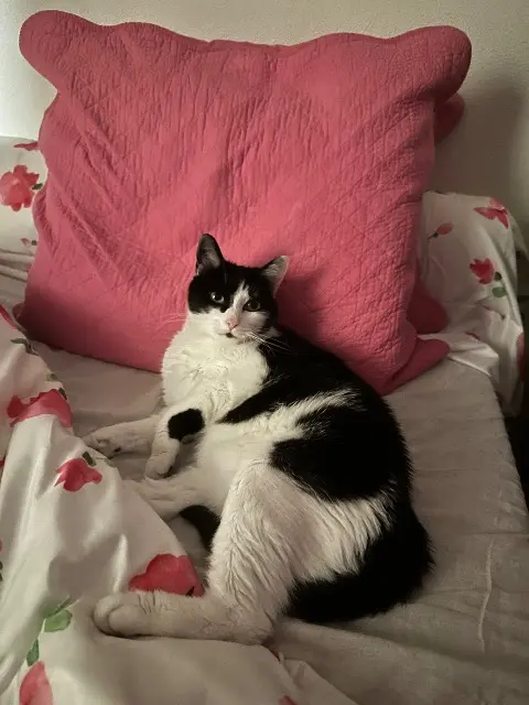 chatte lost   33720 Cérons Pakita
