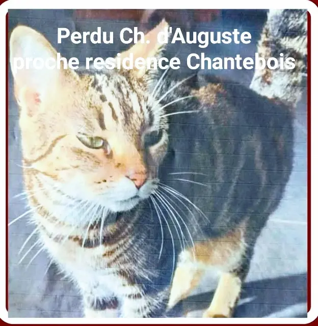 chatte lost   33610 Cestas PALICO