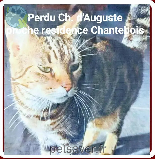 chatte perdue 33610 Cestas PALICO chatte lost 33610 Cestas PALICO