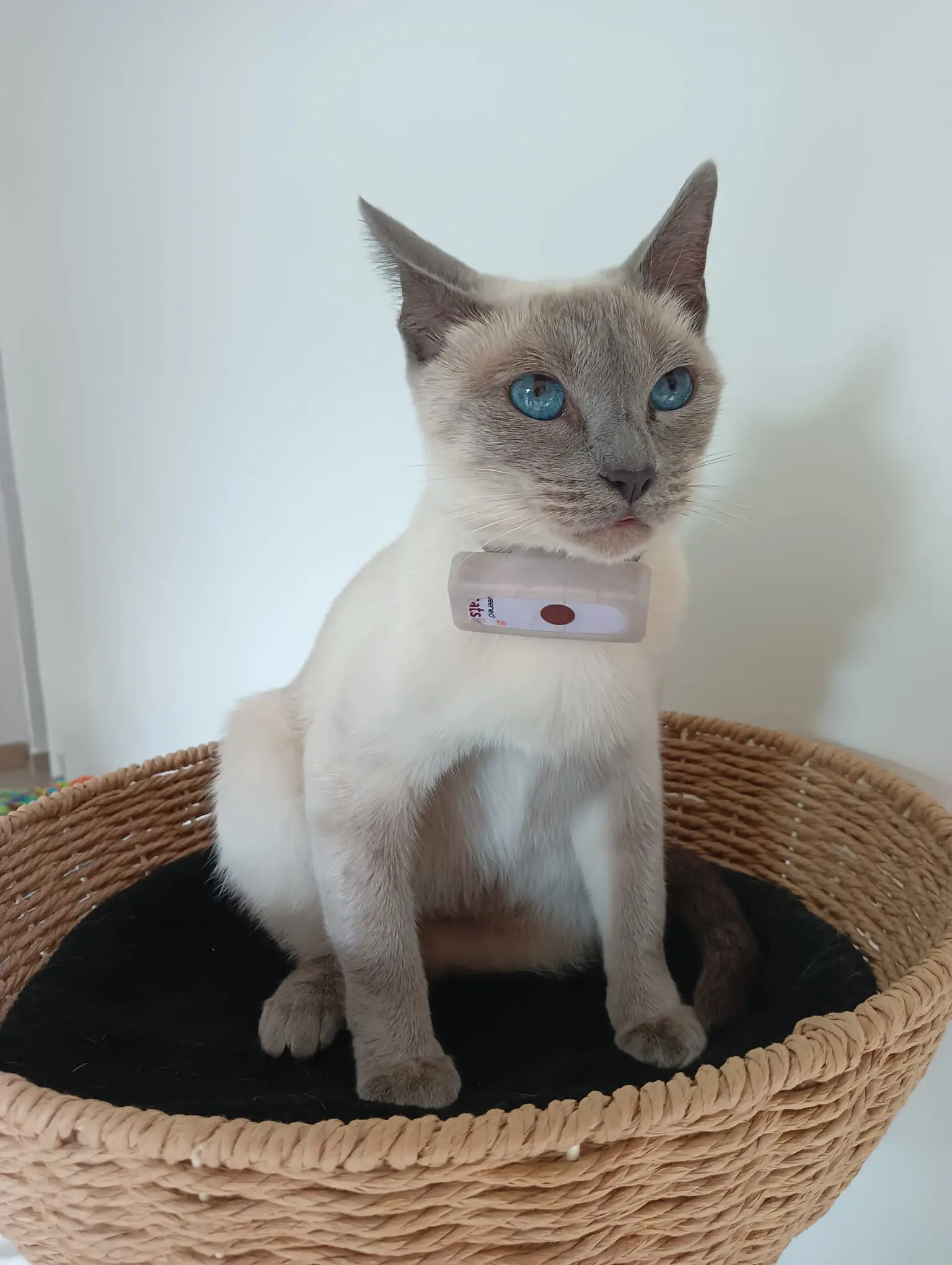 Chatte Perdue 33 Gironde - Patsy Chatte Perdue 33 Gironde - Patsy