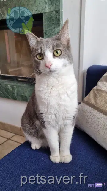 chatte lost 33710 Bayon-sur-Gironde Paulette