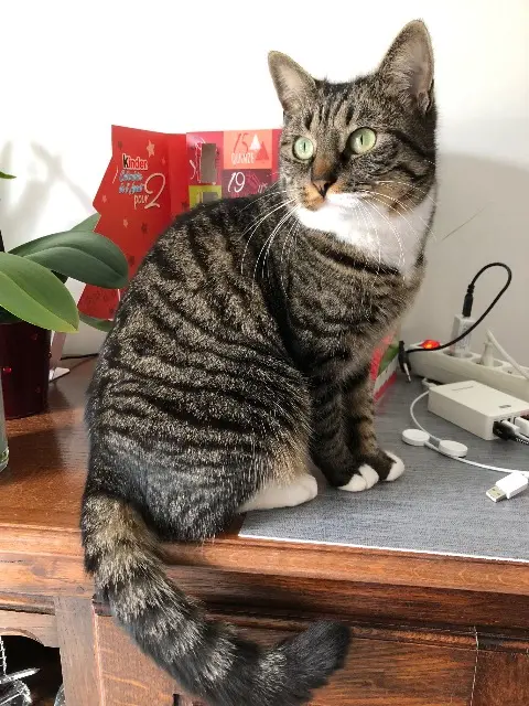 chatte lost   33700 Mérignac Pawny