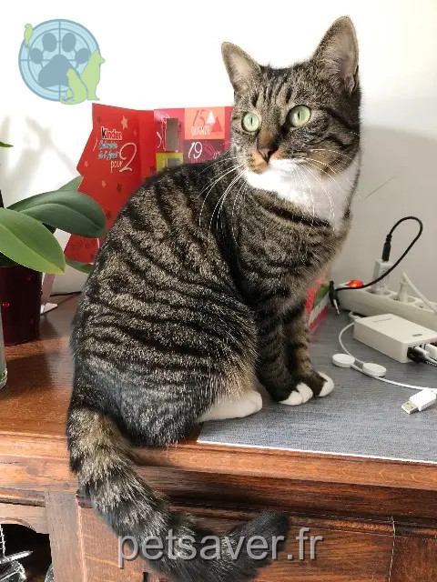 Katze vermisst 33700 Mérignac Pawny Katze lost 33700 Mérignac Pawny