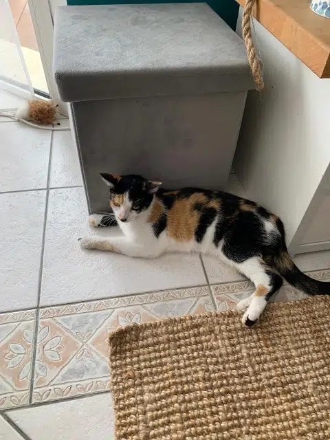 chatte lost   33360 Camblanes-et-Meynac Perle