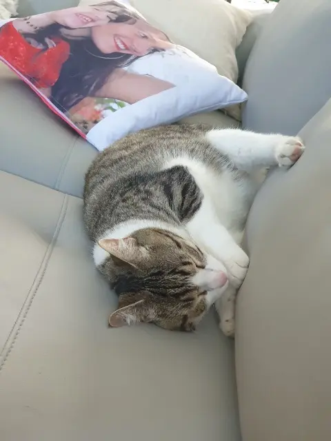 chatte lost   33760 Frontenac Perle