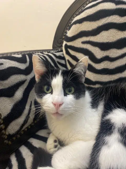 chatte lost   33380 Biganos Pipa