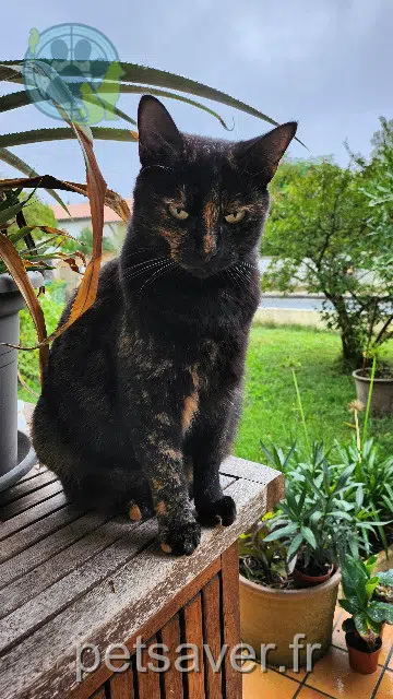 Katze vermisst 33150 Cenon Pipoune Katze lost 33150 Cenon Pipoune