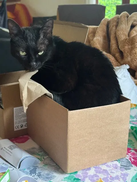 chatte lost   33210 Preignac Pirouette
