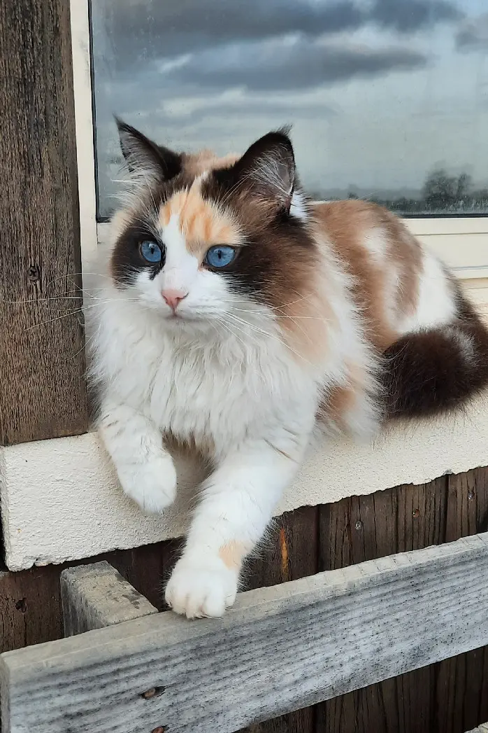 Chatte Perdue 33 Gironde - Plume Chatte Perdue 33 Gironde - Plume