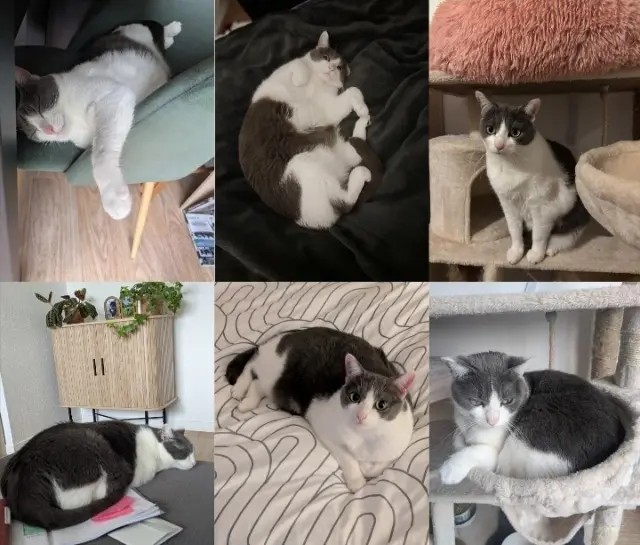 chatte lost   33270 Floirac PLUME