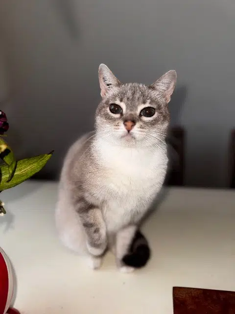 chatte lost   33220 Saint-Avit-Saint-Nazaire Plume