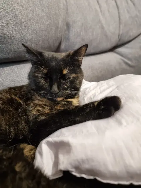 chatte lost   33270 Floirac Poka