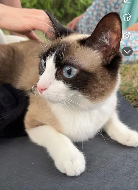 Katze vermisst 33500 Libourne Poupette Katze lost 33500 Libourne Poupette
