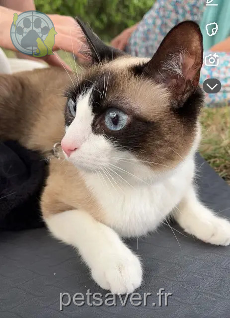 kat vermist 33500 Libourne Poupette kat lost 33500 Libourne Poupette