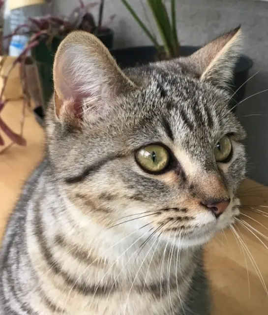 chatte lost   33400 Talence Poupette