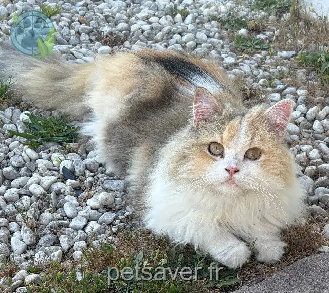 chatte lost   33450 Saint-Loubès Poupettr
