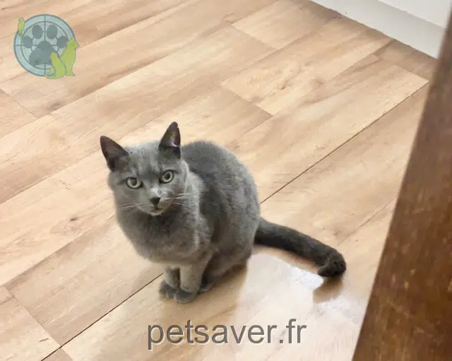 kat lost   33850 Léognan Princesse