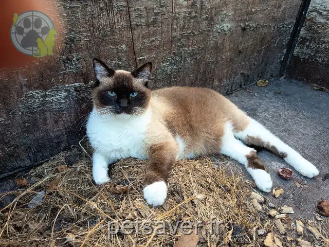 chatte lost 33210 Preignac Princesse