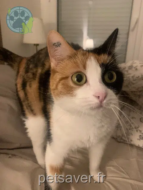 chatte lost   33610 Canéjan Rajah