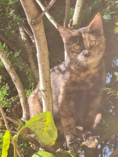 chatte lost   33230 Saint-Médard-de-Guizières Reglisse
