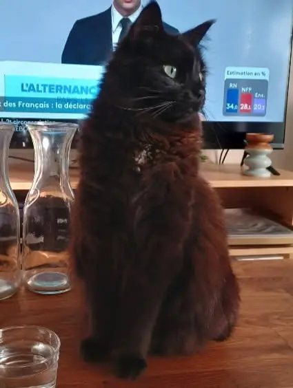 chatte lost   33600 Pessac Robine