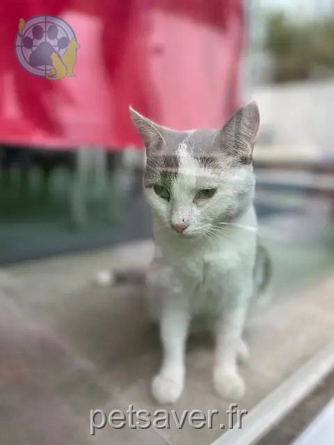 gata lost 33520 Bruges Romy