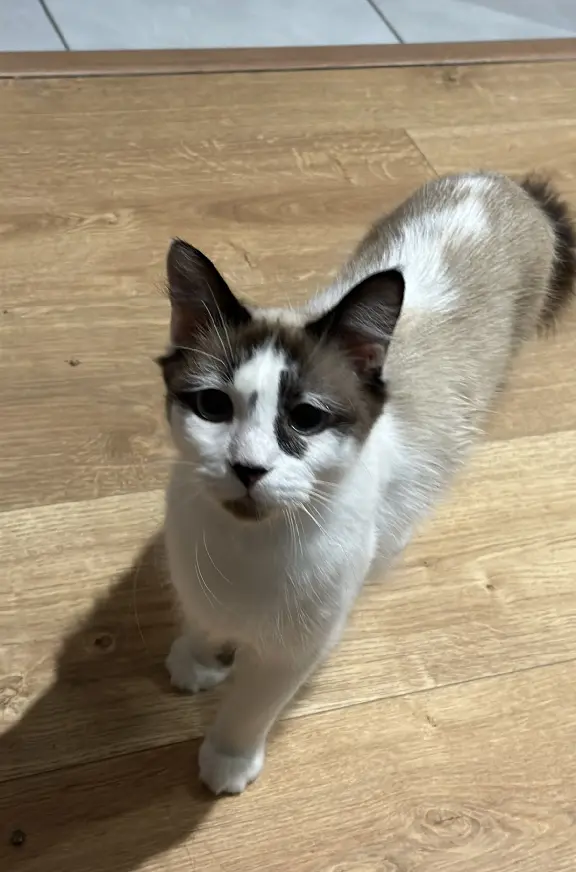 Chatte Perdue 33 Gironde - Romy Chatte Perdue 33 Gironde - Romy