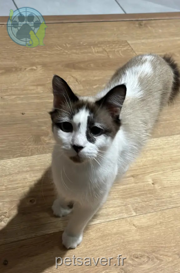 Chatte Perdue 33 Gironde - Romy Chatte Perdue 33 Gironde - Romy