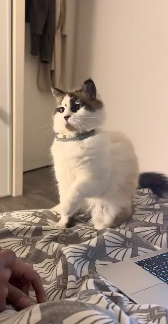 chatte lost   33500 Libourne Romy