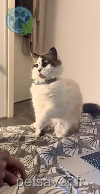 chatte perdue 33500 Libourne Romy chatte lost 33500 Libourne Romy