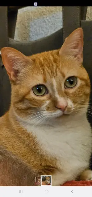 chatte lost   33320 Eysines ROUROUSSE