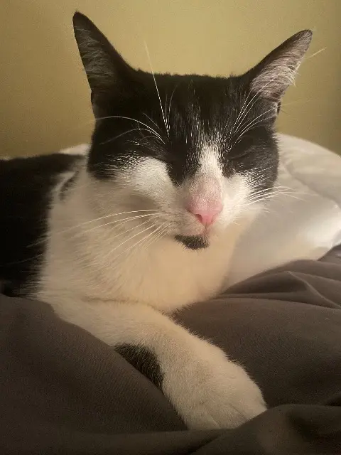 chatte lost   33440 Ambarès-et-Lagrave Rustine