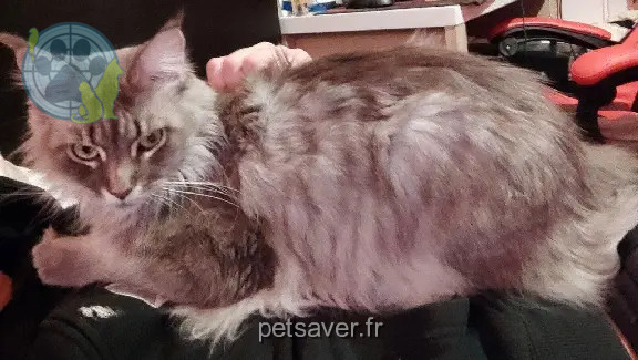 Chatte Perdue 33 Gironde - Ryan Chatte Perdue 33 Gironde - Ryan