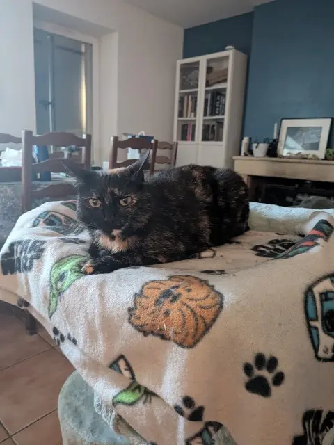 chatte lost   33420 Génissac Salem